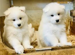 These fluffy samoyed puppies are alert and sweet. Very Attractive Purebred Samoyed Puppies For Sale