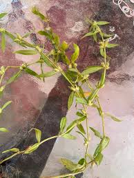 Image result for Oldenlandia cana