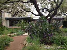 Mountain laurel tree with purple flowers texas. Sophora Secundiflora Texas Mountain Laurel Mountain States Wholesale Nursery