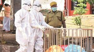 Nipah virus encephalitis in primate models. Central Team Probing If Nipah Case In Kerala Was Caused By Infected Guava India News The Indian Express