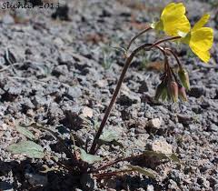 Image result for Secamone brevipes