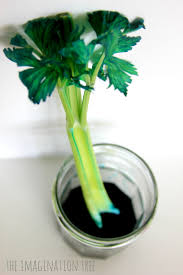 We did not find results for: Dyed Celery Experiment Transpiration Demonstration The Imagination Tree