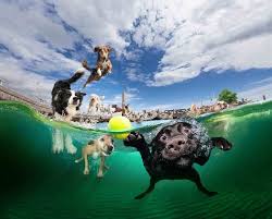 10 Beautiful Photos Of Dogs Underwater Underwater Dogs Dog Pictures Water Dog