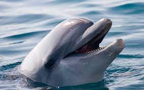 Indo Pacific Bottlenose Dolphin Tursiops Aduncus Dolphin Facts And Information