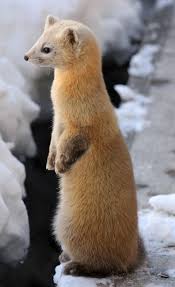 Sable Martes Zibellina The Species Martes Zibellina Carnivora Mustelidae Commonly Known As Sable Is A Species O In 2020 Animals Beautiful Animals Cute Animals