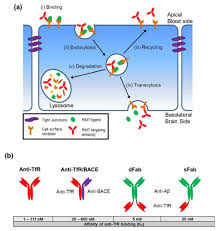 Check spelling or type a new query. Targeting Receptor Mediated Transport For Delivery Of Biologics Across The Blood Brain Barrier Abstract Europe Pmc