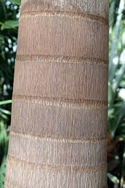 Image result for Wodyetia bifurcata