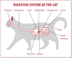 Maybe you would like to learn more about one of these? Gallstones May Show No Signs Catwatch Newsletter
