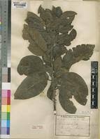 Image result for Turraea robusta