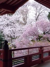 Sakura By Eme Sekine 500px Sakura Cherry Blossom Cherry Blossom Japan Cherry Blossom