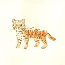 石虎leopardcat illustration instagram