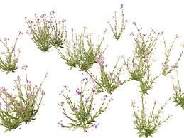 Image result for Mimulus gracilis