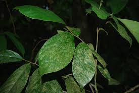 Image result for Annickia lebrunii