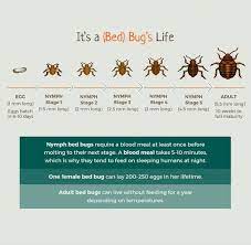 Aghora Design On Twitter Did You Know Adult Bed Bugs Can Live Without Feeding For A Year Call Now On 97155 9121186 For Express Bedbugremoval Services Dubai Https T Co Pvrfg8qysq