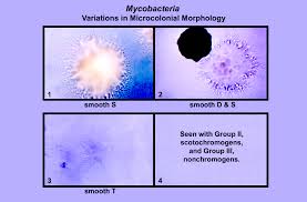 Image result for Mycobacteria