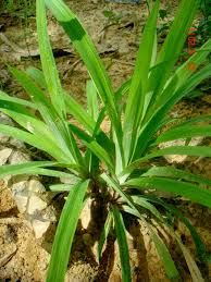 Image result for Hypolytrum