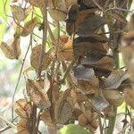 Image result for Dioscorea dregeana