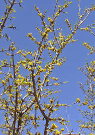 Image result for Alectra pubescens