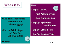 Week 8 W New Exp 24 Imvic Part A Indole Test Part B