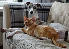 Check spelling or type a new query. Emotional Support Animal Wikipedia
