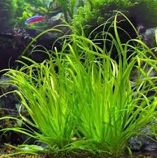 Image result for Blyxa aubertii