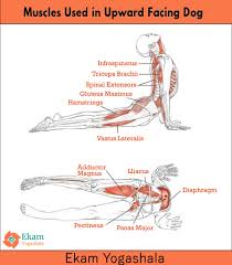 While focusing on the amazing stretch benefits in a downward dog, people often forget they are using upper back and shoulder muscle to help guide. Ekam Yogashala On Twitter Muscles Used In Upward Facing Dog Ekamyogashala Yoga Yogateachers Muscles Yogapose Asana Yogaschool Anatomy Https T Co 9gmqyzdyqo