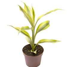 Image result for Dracaena sanderiana