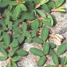 Why is weed control so critical? Florida Weed Identification Lawn Care Extraordinaire