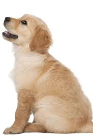 Golden Retriever Puppy 2 Months Old Sitting Against White Background Goldenretriever Golden Retriever Golden Retriever Puppy Retriever Puppy