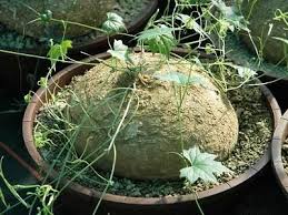 Image result for Trochomeria macrocarpa