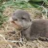 Otters are wild animals and obviously shouldn't be kept as pets. Https Encrypted Tbn0 Gstatic Com Images Q Tbn And9gctxv Dsen9zkdmbard7bx0orzxsupircd80mjez2wo Usqp Cau