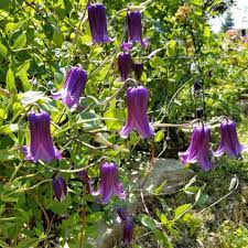 About holland bulb farms | dutch bulbs | bare root perennials | spring planted bulbs | fall planted bulbs | milwaukee, wi 100% match. Clematis Rooguchi Clematis Rooguchi In Gardentags Plant Encyclopedia