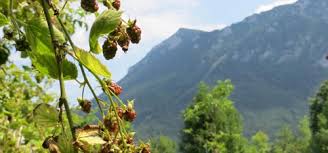 Strona główna » niemcy » inzell » pension haus marianne inzell, niemcy. Herzlich Willkommen Im Haus Marianne In Inzell