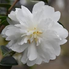 Camellia Sasanqua White Doves Aka Mine No Yuki Or Snow On The Mountain Twillgarden Photo Photosjoy Snow Mountain White Doves Yuki
