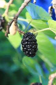 The dark purple fruit is. Hd Wallpaper Black Fresh Morus Mulberry Nigra Ripe Tree Fruit Healthy Eating Wallpaper Flare