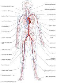 Cardiovascular System Article Reading Level 1 Comprehension Worksheet Human Circulatory System Circulatory System Circulatory System Function