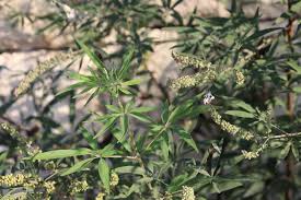 Image result for Vitex thyrsiflora