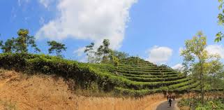 Jip kebun teh nglinggo, kota yogyakarta. Kebun Teh Nglinggo Satu Satunya Kebun Teh Di Jogja Onenesia