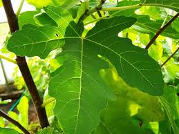 Résultat de recherche d'images pour "brunswick fig leaf and fruit"