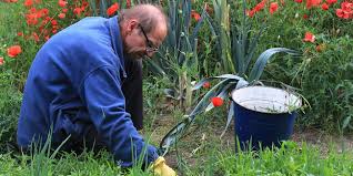 La Terre De Diatomee Peut On L Utiliser Au Jardin Bio Comme Insecticide