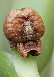 Image result for Poecilostachys