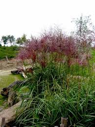 Der unterschied liegt in den malerisch überhängenden blattspitzen. Miscanthus Sinensis Rotfeder Chinaschilf Rotfeder Gunstig Kaufen