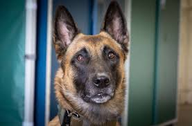 Ich habe eine familie zu hause und ich muss jetzt bald zurück gehen. Allein Auf Der Strasse Schaferhundin Wendys Weg Zuruck Nach Hause Coburg Neue Presse Coburg