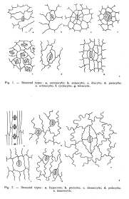 Image result for Stomatanthes sp.no.1