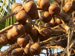 Umumnya buah zuriat kembar dikonsumsi pasutri yang sedang menjalani promil dengan harapan mendapat bayi kembar. Makan Buah Zuriat Biar Cepat Hamil Mitos Atau Fakta Indozone Id