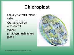 Check spelling or type a new query. Cell Structure Function Http Koning Ecsu Ctstateu Edu Cell Cell Html Cell Theory All