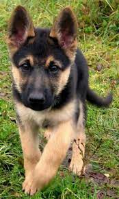 German Shepherd Puppy Cross Stitch Pattern Gsd Puppy Cross Etsy Gsd Puppies Puppies Shepherd Puppies