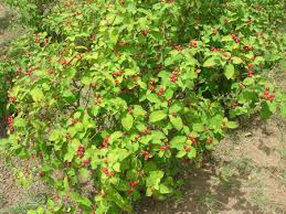 Image result for Rauvolfia afra