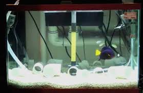 Pastikan jangan menggunakan bahan kimia seperti sabun atau sampo saat membersihkan aquarium agar kualitas air tidak terkontaminasi dan. Cara Membuat Aquarium Untuk Karantina Ikan Ivan Runa