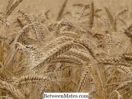 Tanaman gandum juga didakwa antara jenis tanaman bijirin yang mudah diserang penyakit berbanding dengan tanaman bijirin lain terutama jika musim hujan. Perbezaan Antara Gandum Dan Gluten Gandum Vs Gluten 2021 Gaya Hidup